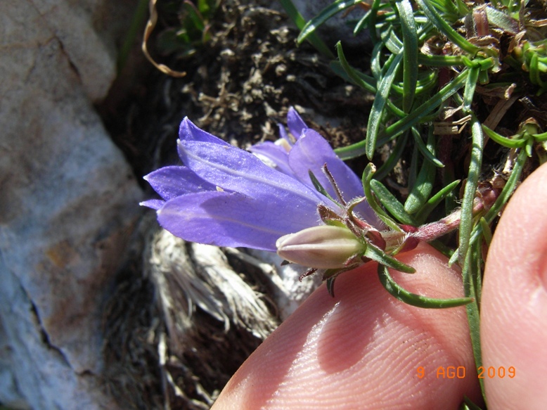 Monte Miletto - Edraianthus graminifolius